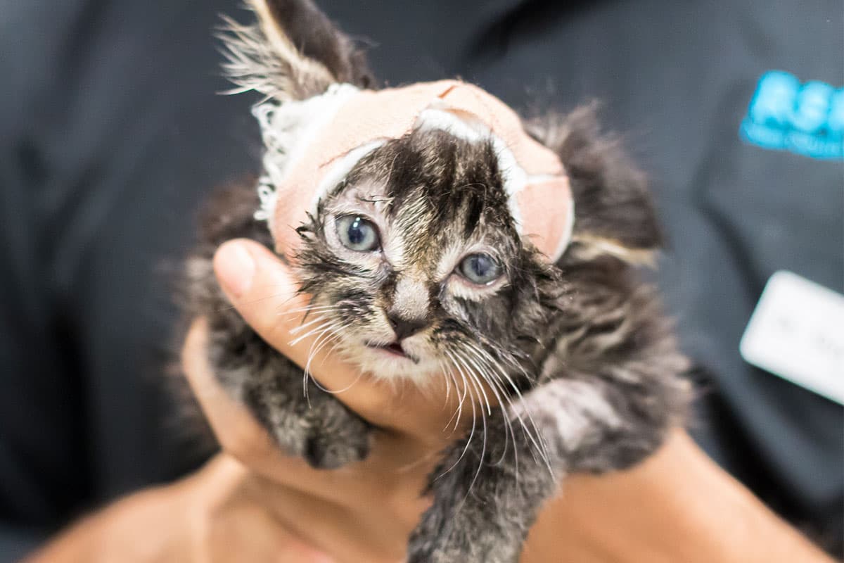 Раненый котенок получает медицинскую помощь