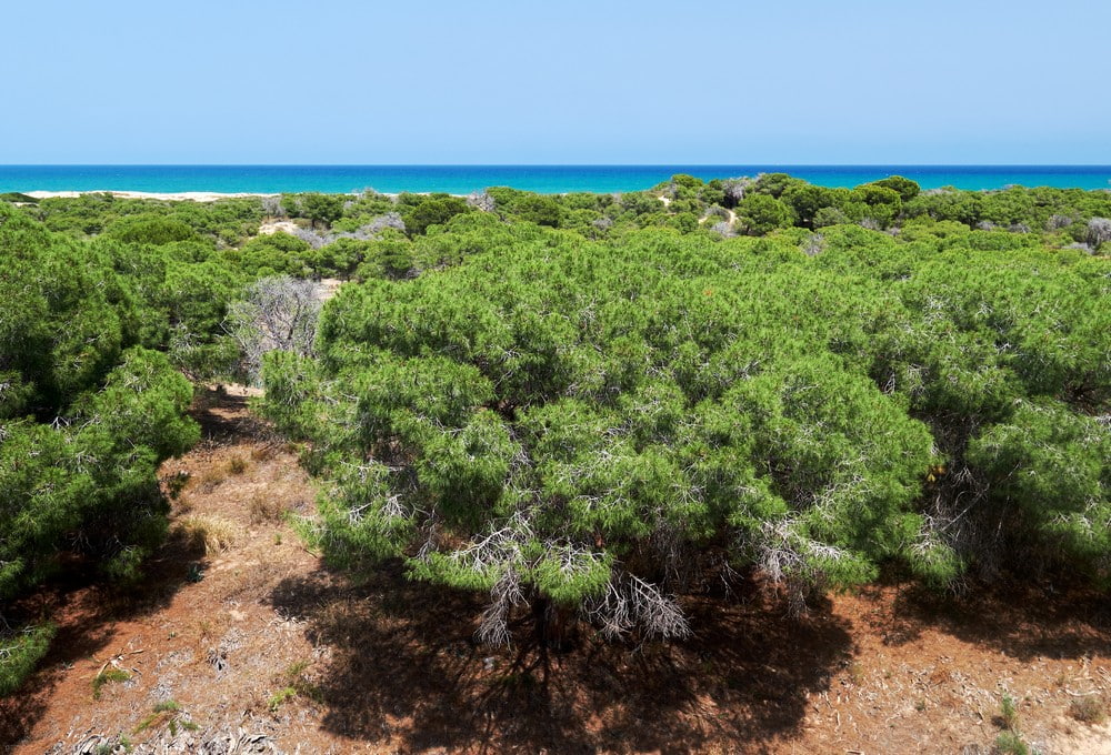 Playa les Ortigues