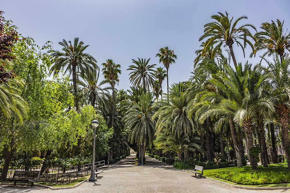 Музей Пальмовой рощи (Museo del Palmeral)